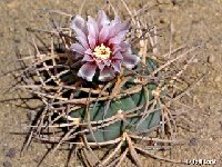 Gymnocalycium cardenasianum FR88 ©JLcoll.1885.jpg